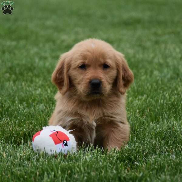 Malibu, Golden Retriever Puppy